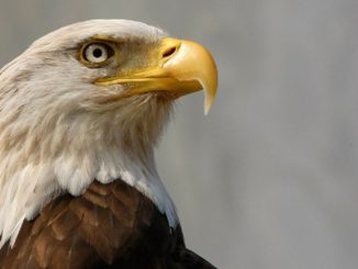 13 bald eagles found dead