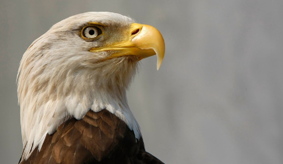 13 bald eagles found dead