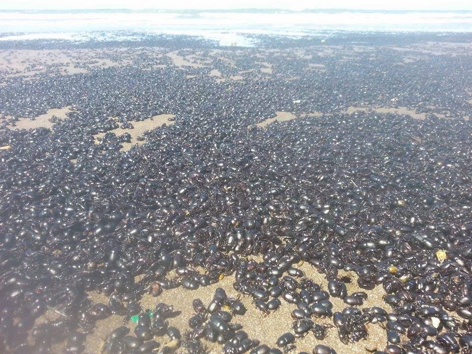 A biblical beetle invasion is plaguing the beaches of Mar de Ajó and San Bernardo in Argentina.