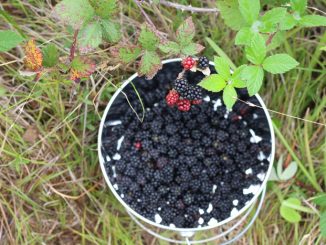 blackberry picking