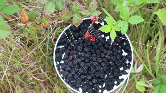 blackberry picking