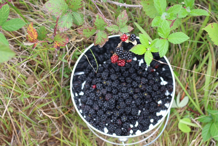 blackberry picking