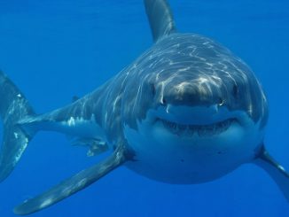 shark attack