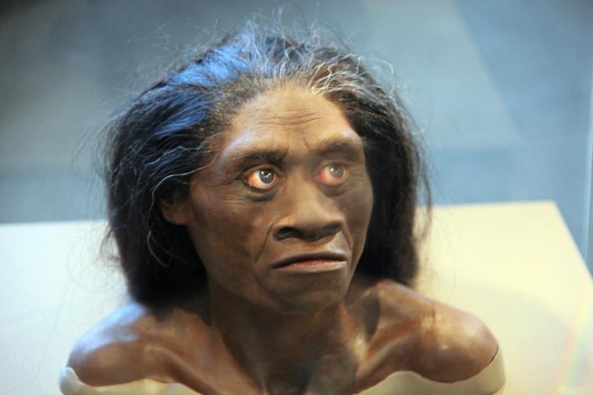Study Claims Indonesian 'Hobbits' Were Not Human