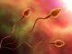 Scientists Successfully Grow Fully Functioning Sperm In Laboratory