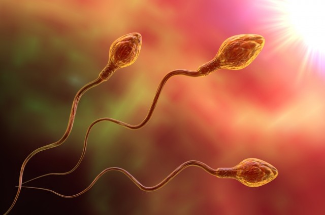 Scientists Successfully Grow Fully Functioning Sperm In Laboratory