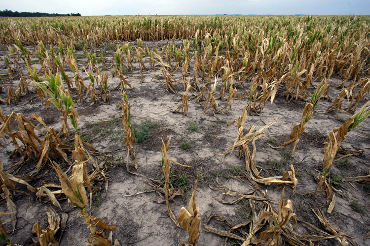 Scientists warn public to expect food shortages worldwide
