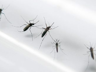 Researchers Now Say Zika Virus May Increase Risk Of Mental Illness