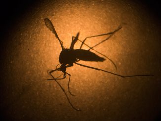 zika virus