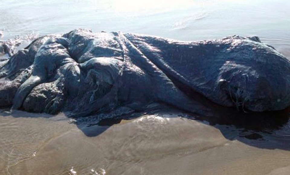 Mysterious 13ft sea monster washes ashore in Mexico