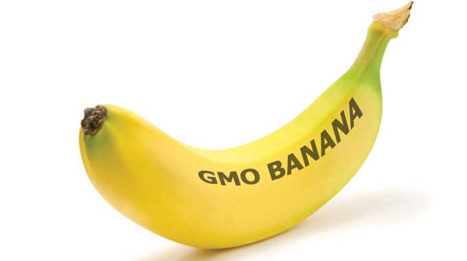 Gates Foundation To Pay Students To Take Part In GMO Banana Trial