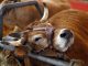 France confirms first case of mad cow disease in over 5 years