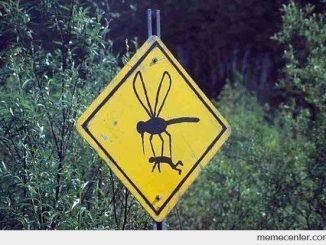 Does the London Underground house a subspecies of mosquito?