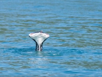 whale with no tail fluke