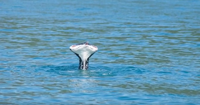 whale with no tail fluke