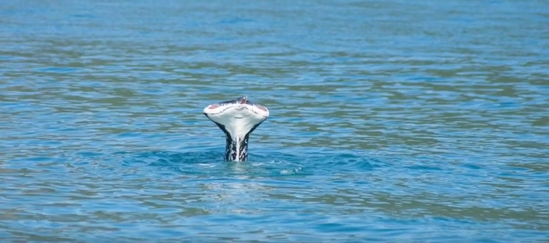 whale with no tail fluke