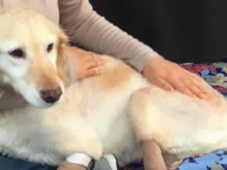 Dog rescued from behind a Korean meat market