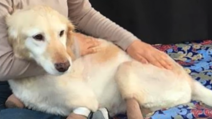 Dog rescued from behind a Korean meat market