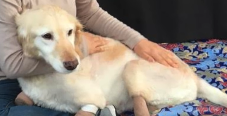 Dog rescued from behind a Korean meat market