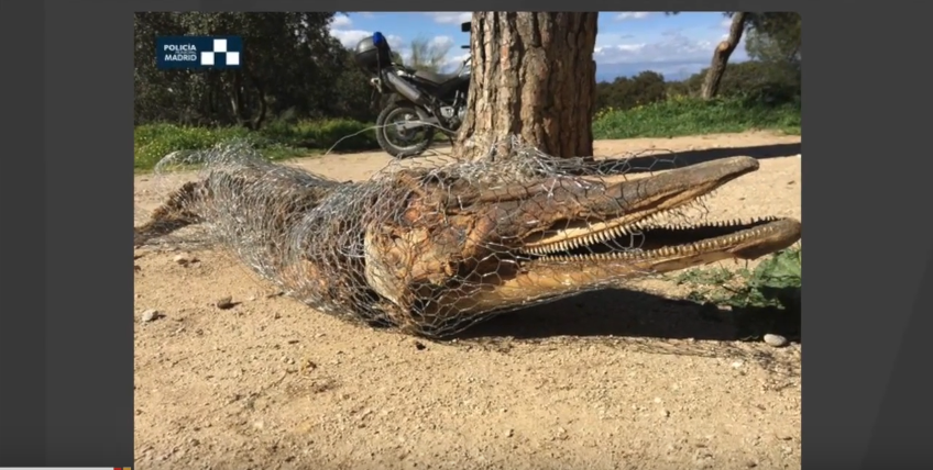 Spanish Authorities Baffled By Discovery Of Dead Dolphin Wrapped In Fencing Wire