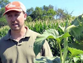 USDA scientists says he has been silenced by the government over research exposing link between bee deaths and pesticides