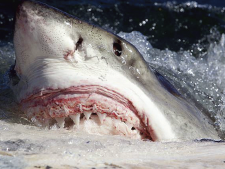 great white shark