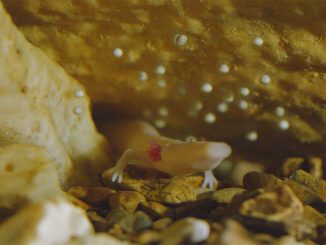 Scientists await birth of baby dragons this summer