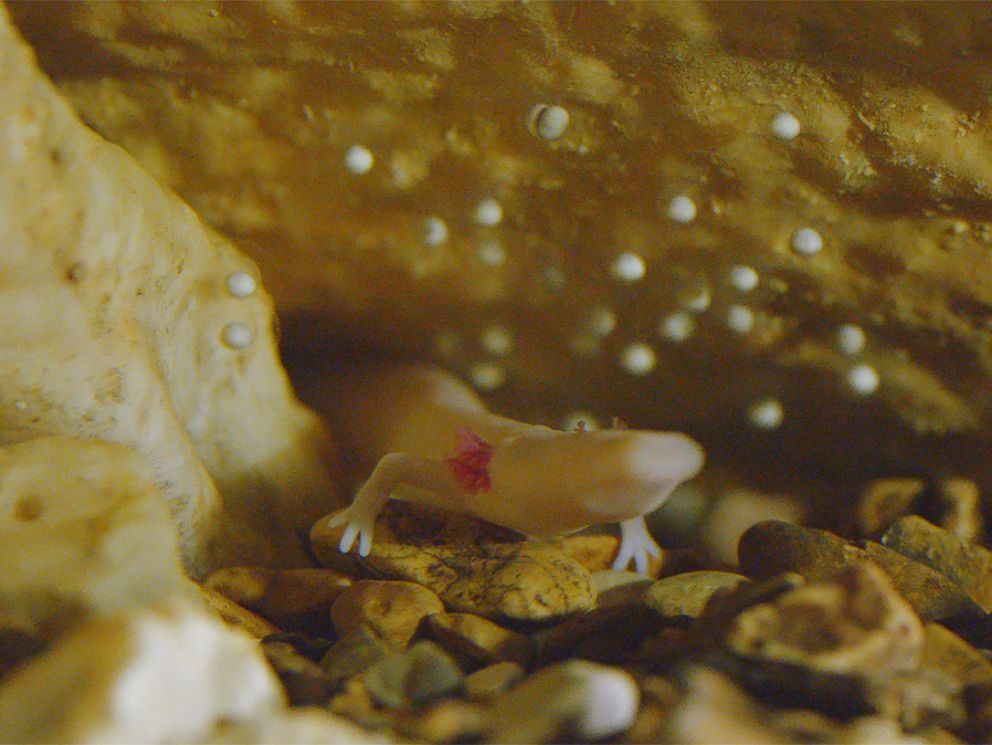 Scientists await birth of baby dragons this summer