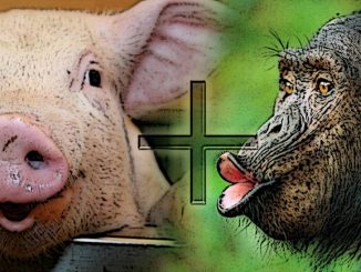 An american hybridization expert claims the human race may have evolved from a chimpanzee and pig mating