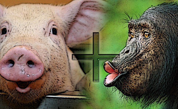 An american hybridization expert claims the human race may have evolved from a chimpanzee and pig mating