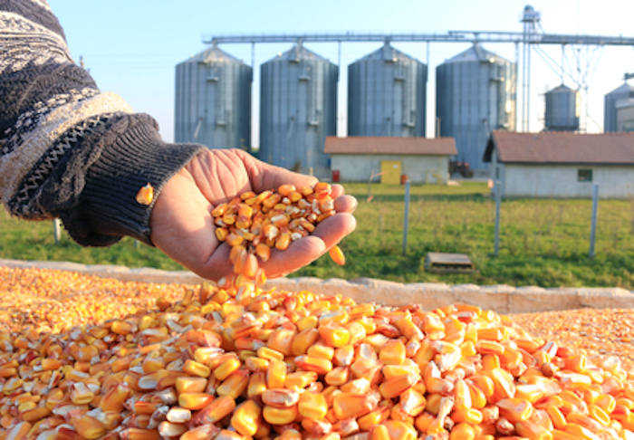 USDA approves use of Monsanto's GMO corn without restrictions