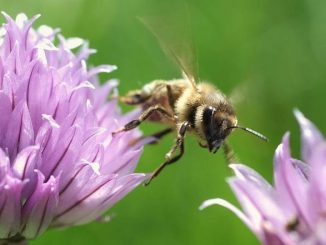 Up To 57 Different Pesticides Are Poisoning Honeybees In Europe