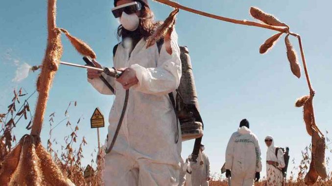 monsanto wins - USDA removes GMO corn from their list of regulated products