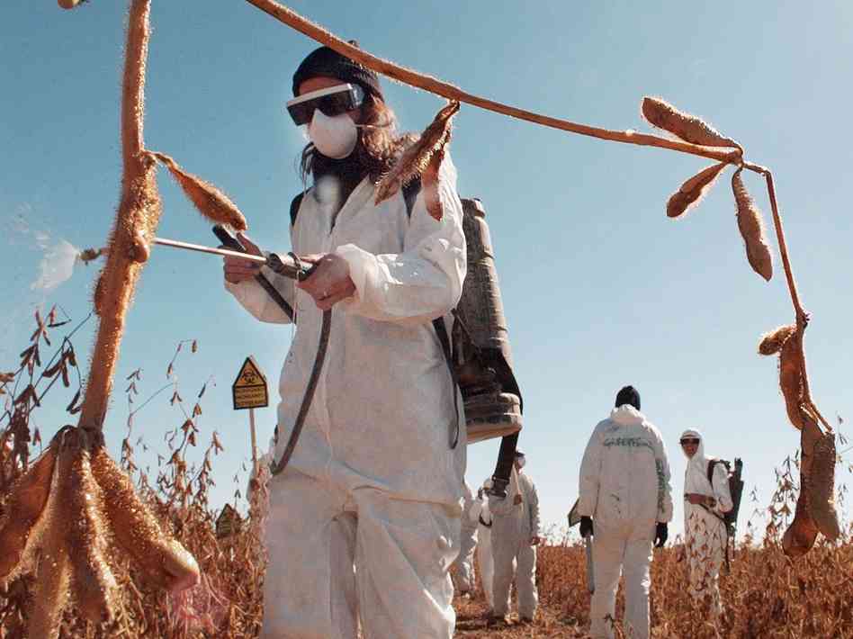 monsanto wins - USDA removes GMO corn from their list of regulated products