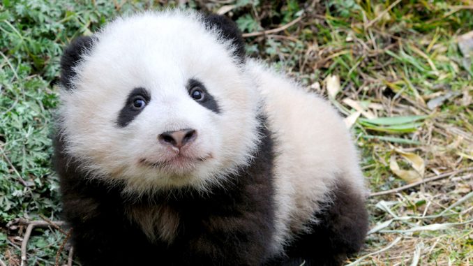 Panda