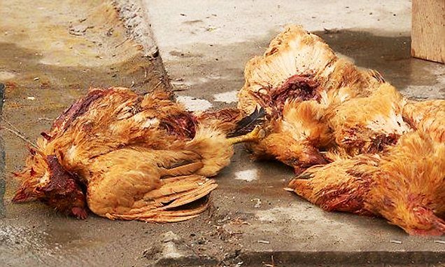 200 birds in China are dead after being attacked by a mysterious bloodsucking vampire creature
