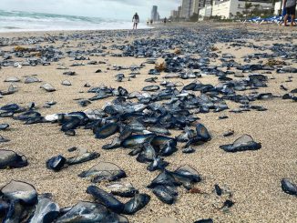 Mysterious Jellyfish Invasion Mystifies Florida Residents
