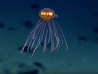 jellyfish