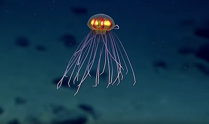 jellyfish