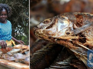 tilapia die off TiLV