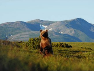 Russia to give free land to everybody