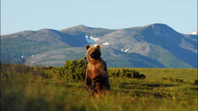 Russia to give free land to everybody