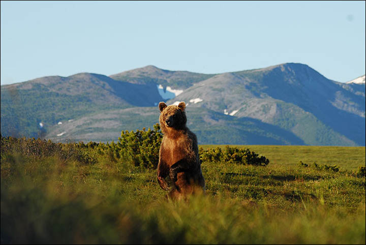 Russia to give free land to everybody