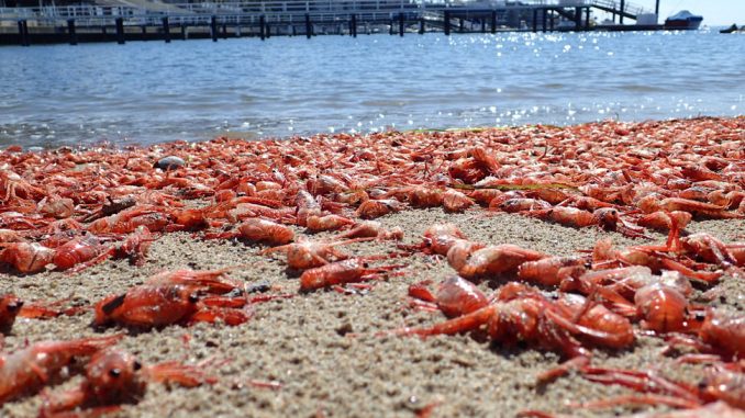 red crabs