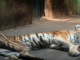 Tigers In China Live In Horrific Conditions To Make Aphrodisiac