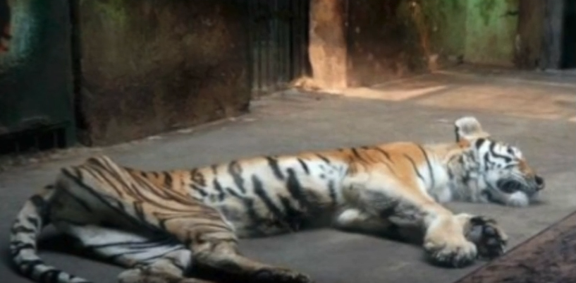 Tigers In China Live In Horrific Conditions To Make Aphrodisiac