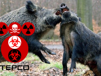 Crazed Radioactive Wild Board Terrorize Near Fukushima Site