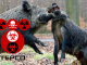 Crazed Radioactive Wild Board Terrorize Near Fukushima Site