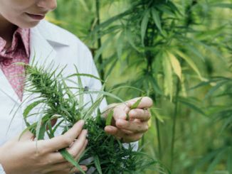 Marijuana patent approved by US government