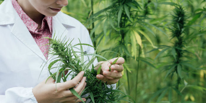 Marijuana patent approved by US government